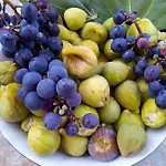 Milutin דירה ורסי