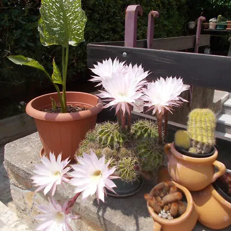 Milutin Appartement Vrsi